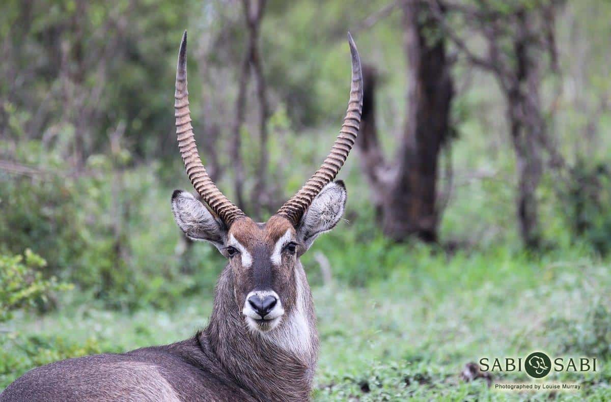 07Louise Murray Waterbuck 1 Final 07Louise Murray Waterbuck 1 Final