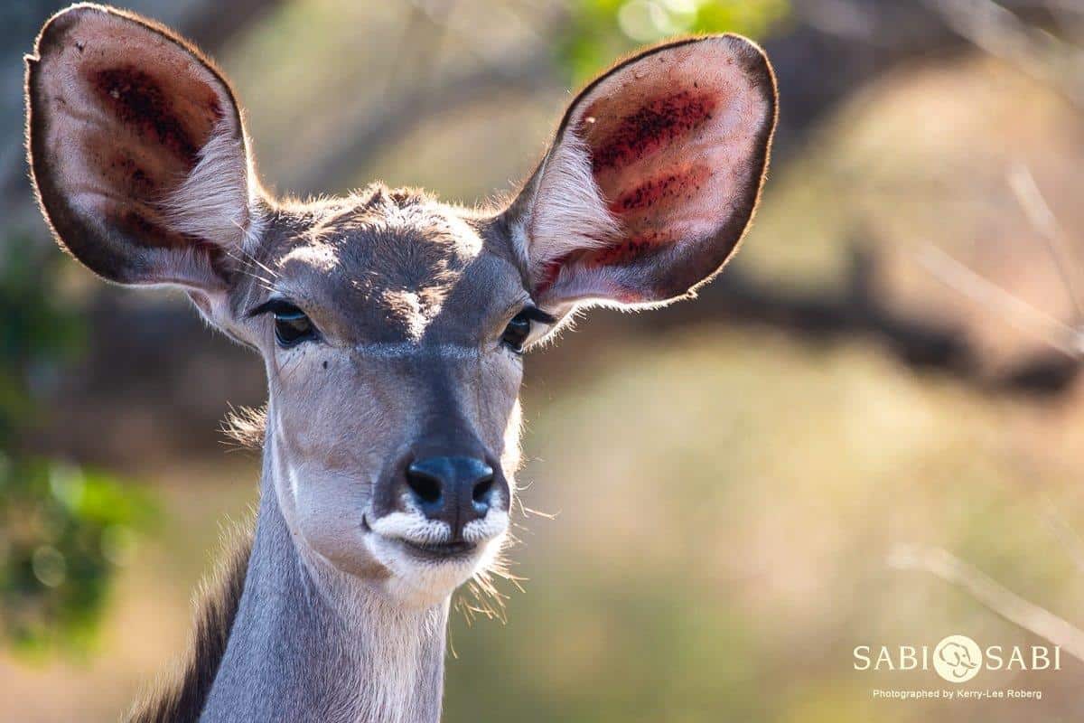 08Kerry Lee Roberg Female Kudu Final