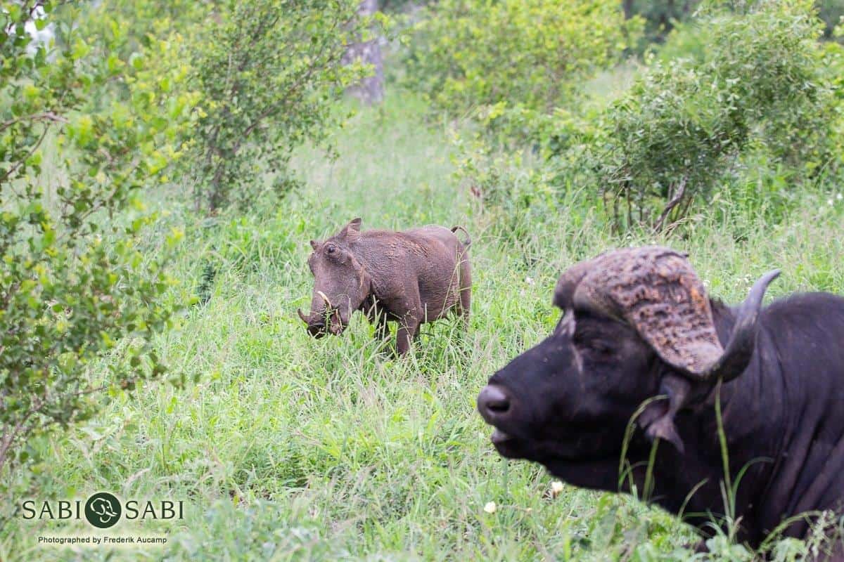 09Frederik Aucamp Warthog 28 01 19 7 Final