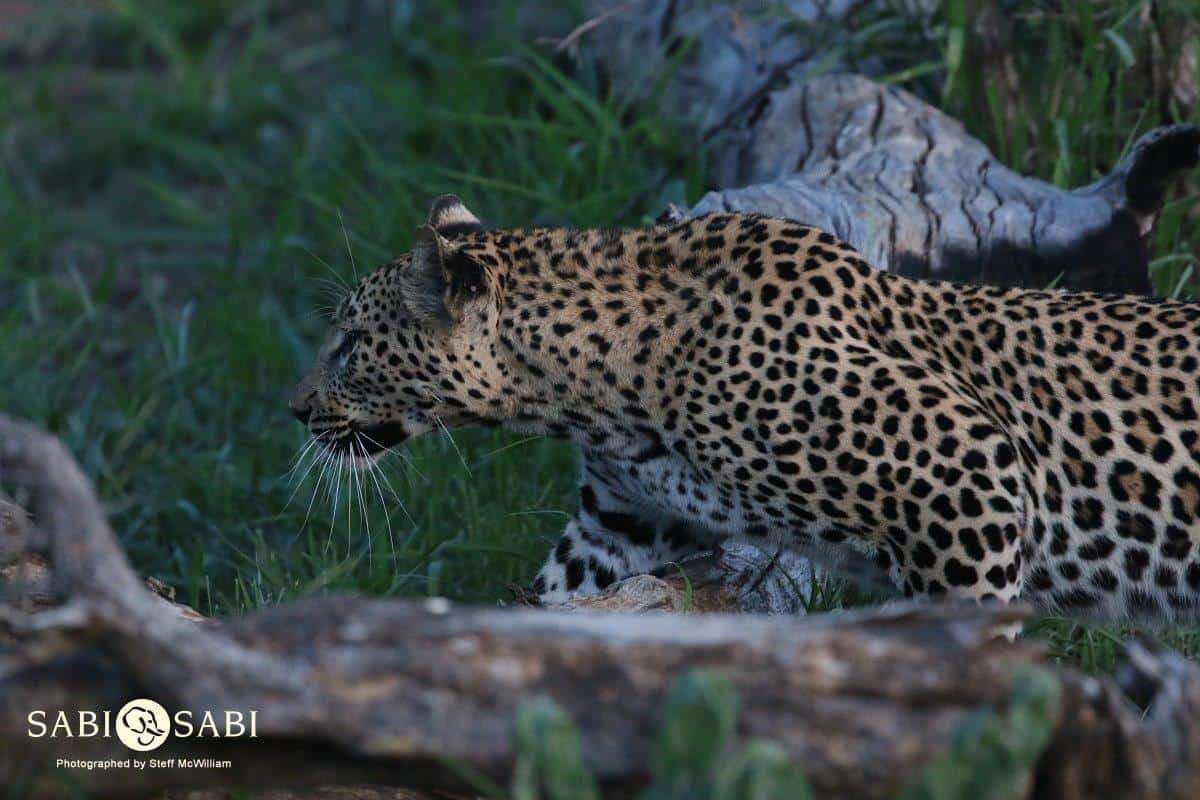 14Steff McWilliam Blog013 Final