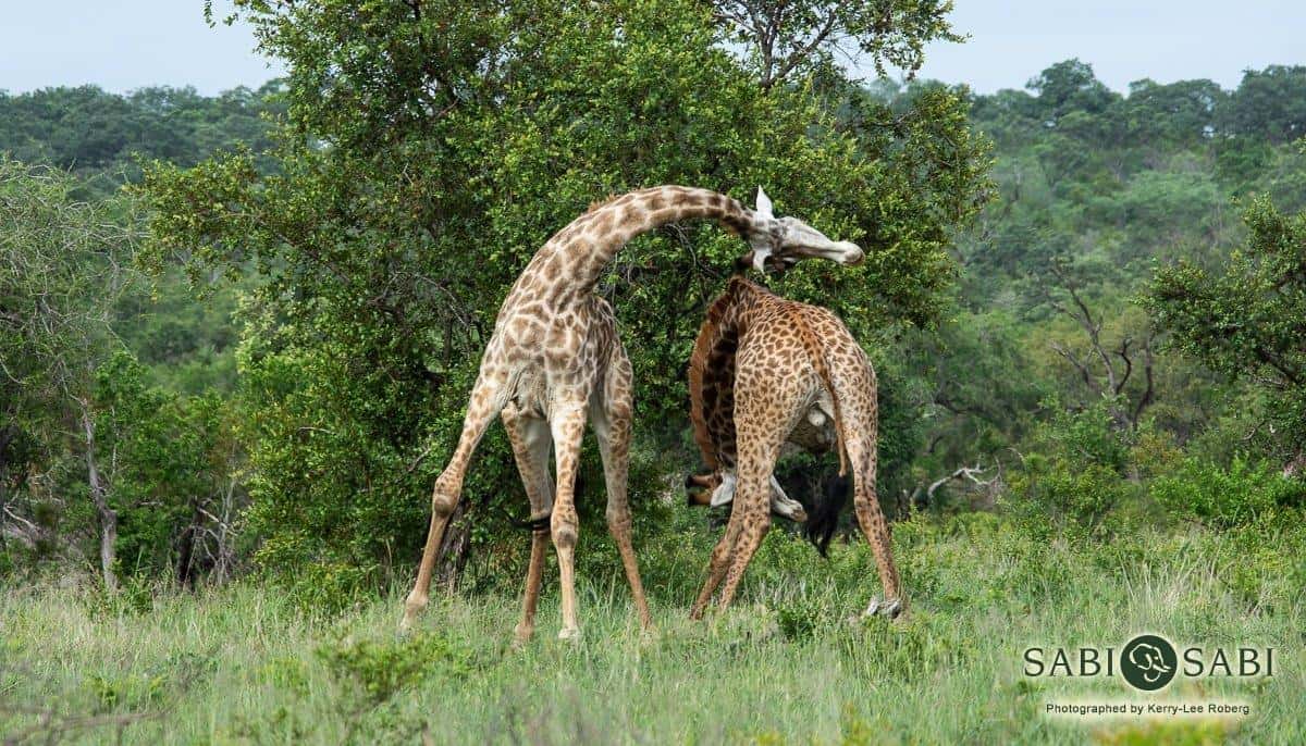 25Kerry Lee Roberg Giraffes Final 25Kerry Lee Roberg Giraffes Final