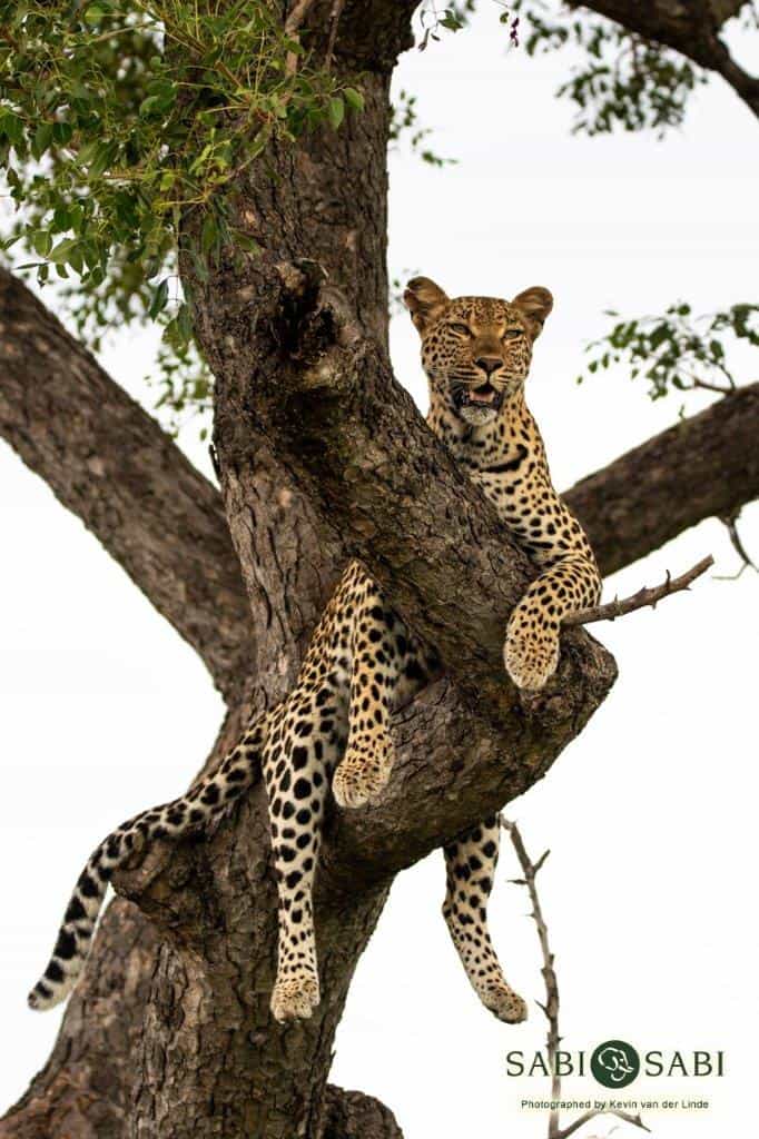 25Kevin Van Der Linde Ntsumi 15022019 Final