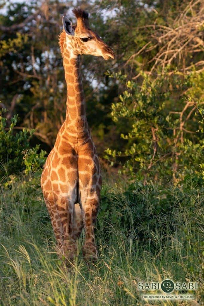 31Kevin Van Der Linde Giraffe 17022019 Final 31Kevin Van Der Linde Giraffe 17022019 Final