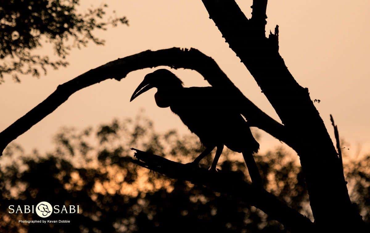32Kevan Dobbie SG Hornbill Sunset Final 32Kevan Dobbie SG Hornbill Sunset Final