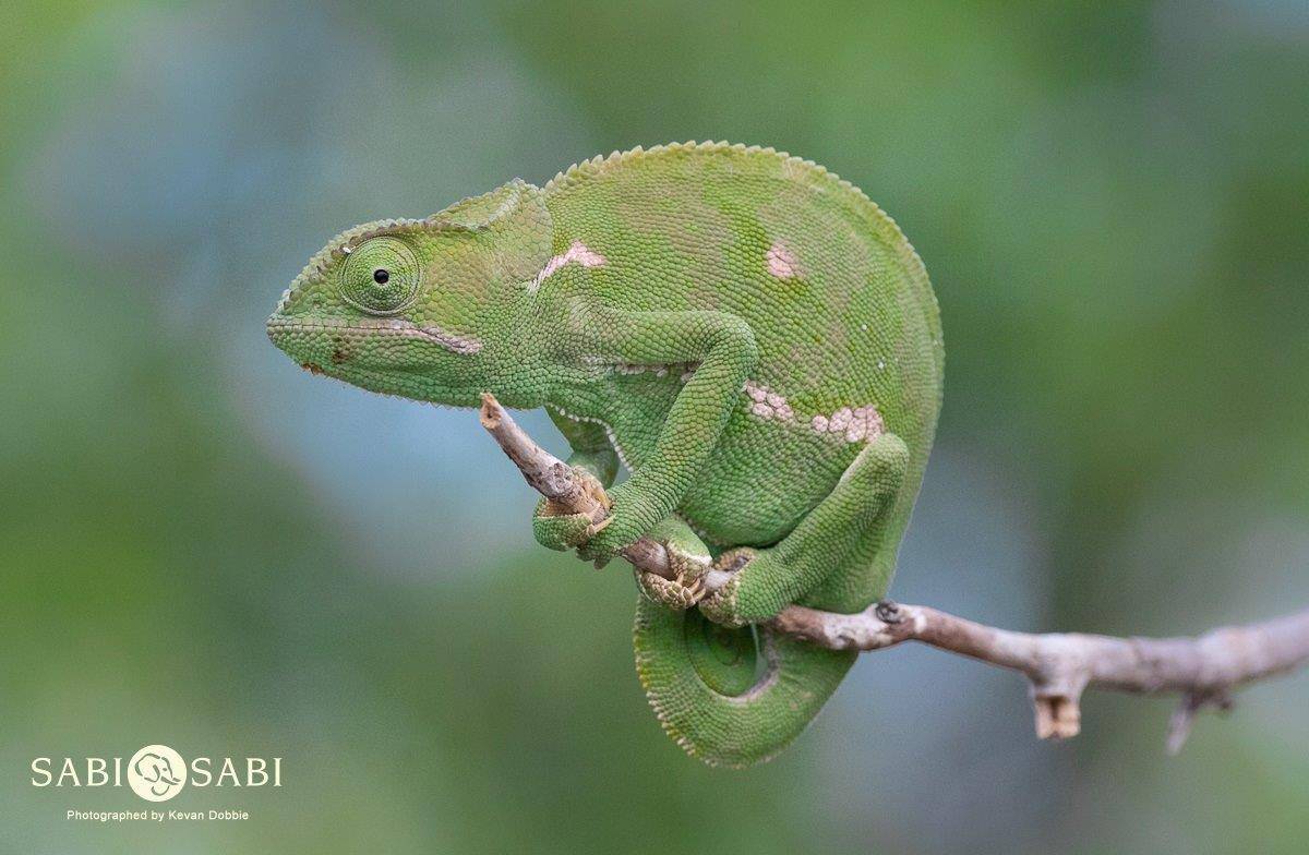 37Kevan Dobbie Flap Necked Chameleon 010219 Final