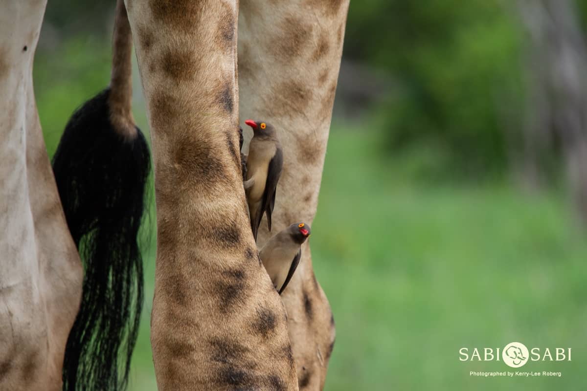 01Kerry Lee Roberg Oxpecker Blog 2 Final 01Kerry Lee Roberg Oxpecker Blog 2 Final