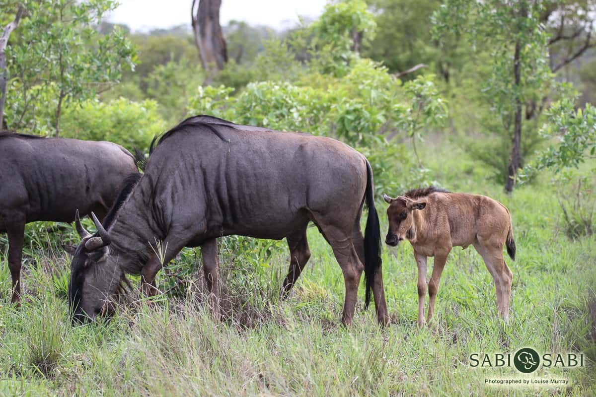 01Louise Murray Wildebeest And Baby Final 01Louise Murray Wildebeest And Baby Final