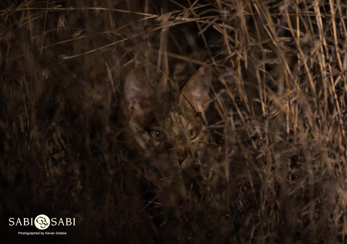 05Kevan Dobbie African Wild Cat 231018 Final