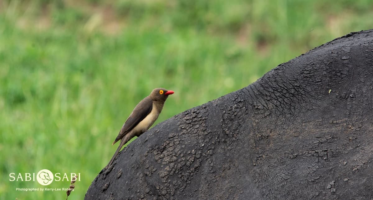 07Kerry Lee Roberg Oxpecker Blog 6 Final