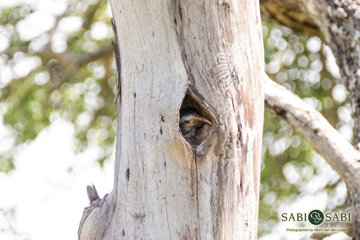 07Kevin Van Der Linde Southern Yellow Billed Hornbill Blog 6 Final