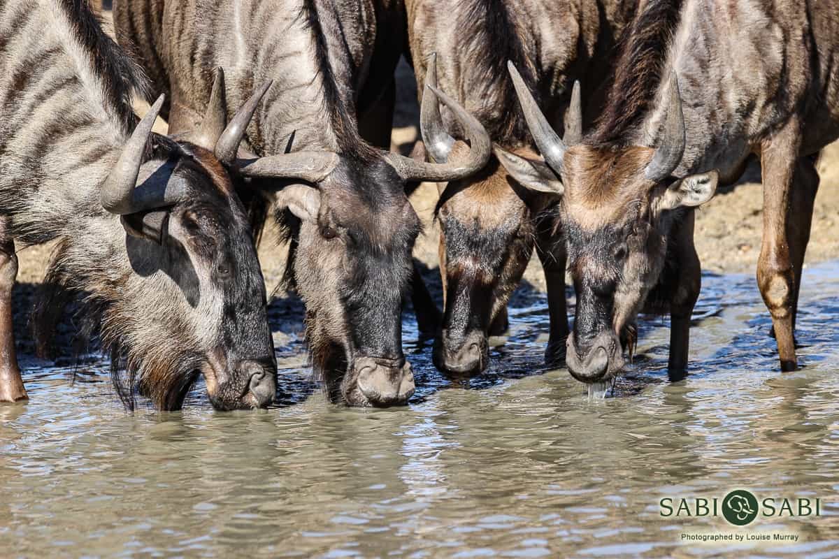 08Louise Murray Wildebeest Drinking 1 Final