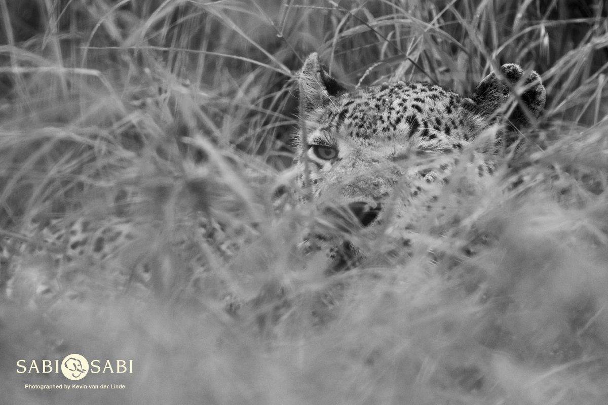 15Kevin Van Der Linde Maxabeni 03032019 Final