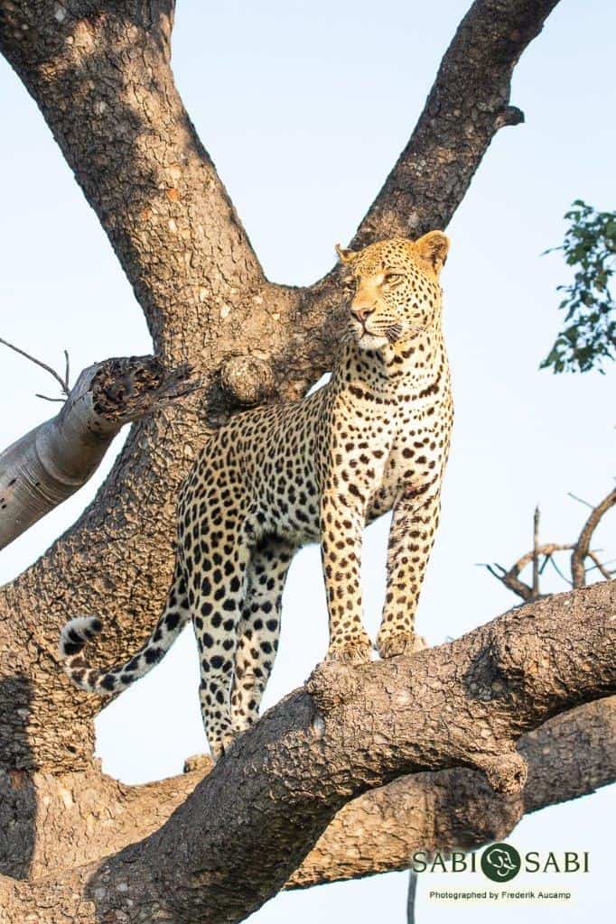 20Frederik Aucamp White Dam Male Leopard 10 03 2019 1 Final