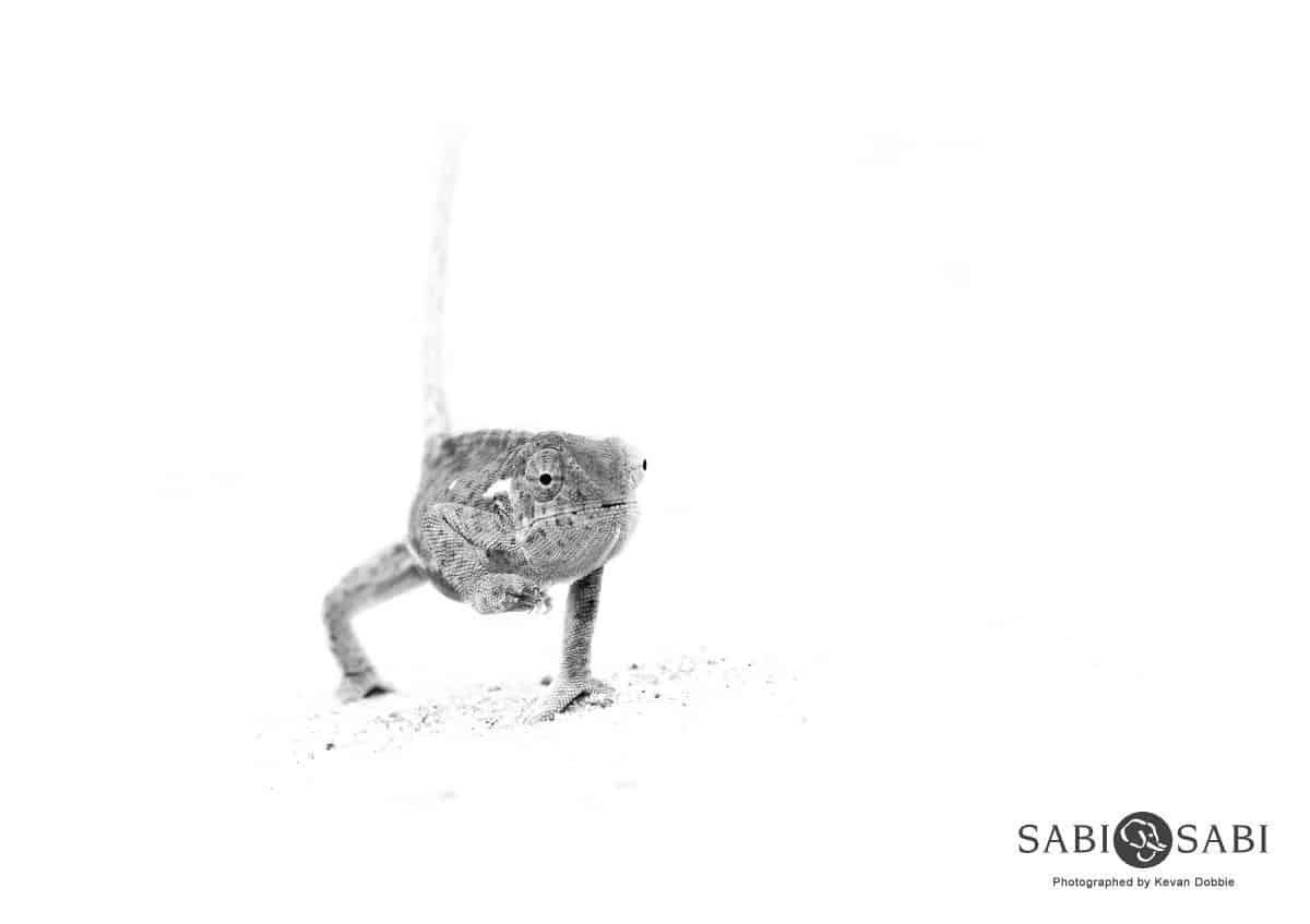 27Kevan Dobbie Chameleon 080219 Final