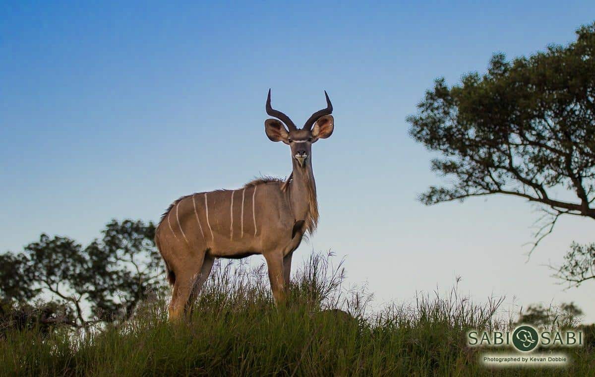 29Kevan Dobbie Kudu 180219 Final 29Kevan Dobbie Kudu 180219 Final