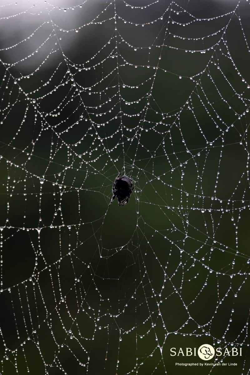 39Kevin Van Der Linde Bark Spider 12032019 Final