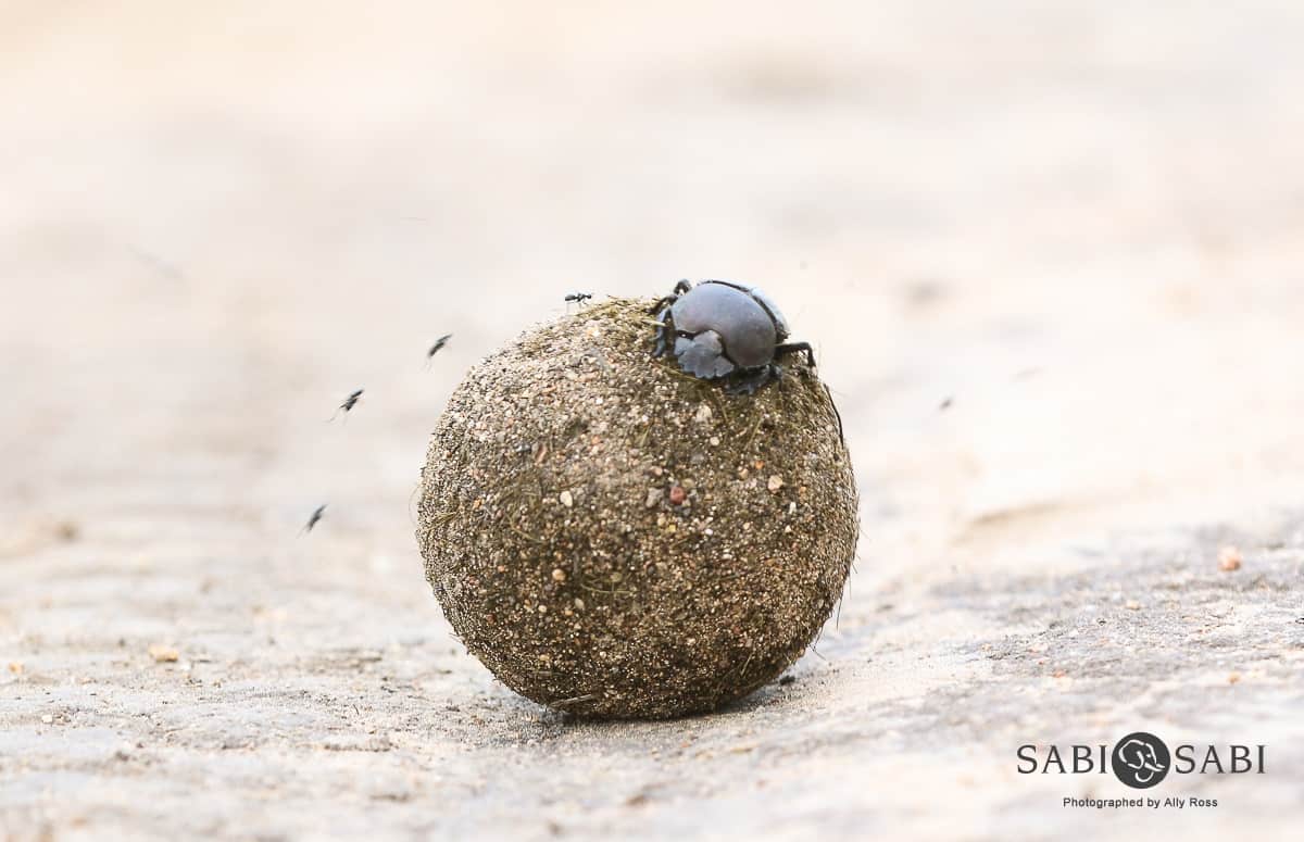 Ally Ross Dung Beetle 01 Final Ally Ross Dung Beetle 01 Final