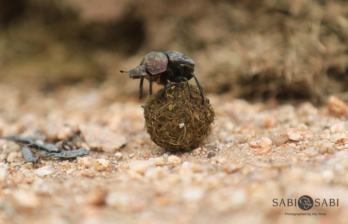 Dung Beetle | Sabi Sabi