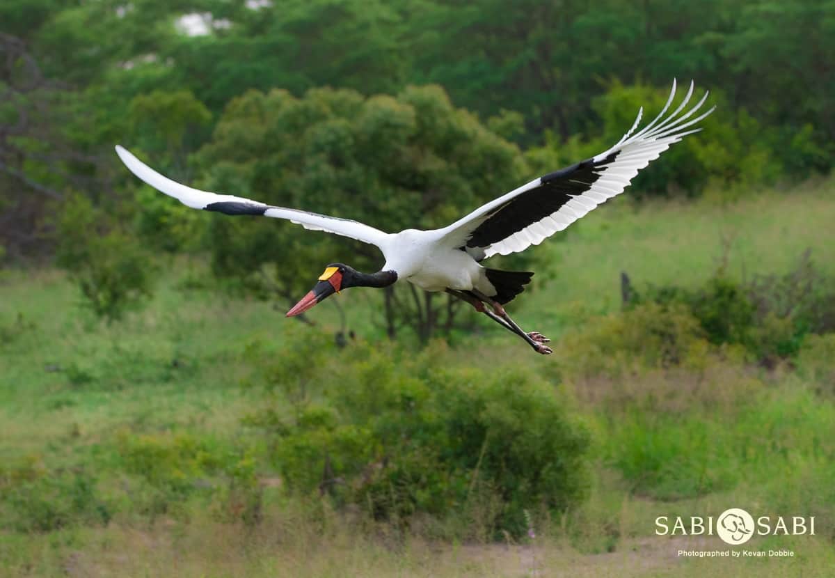 01Kevan Dobbie Saddle Billed Stork 030219 Final 01Kevan Dobbie Saddle Billed Stork 030219 Final