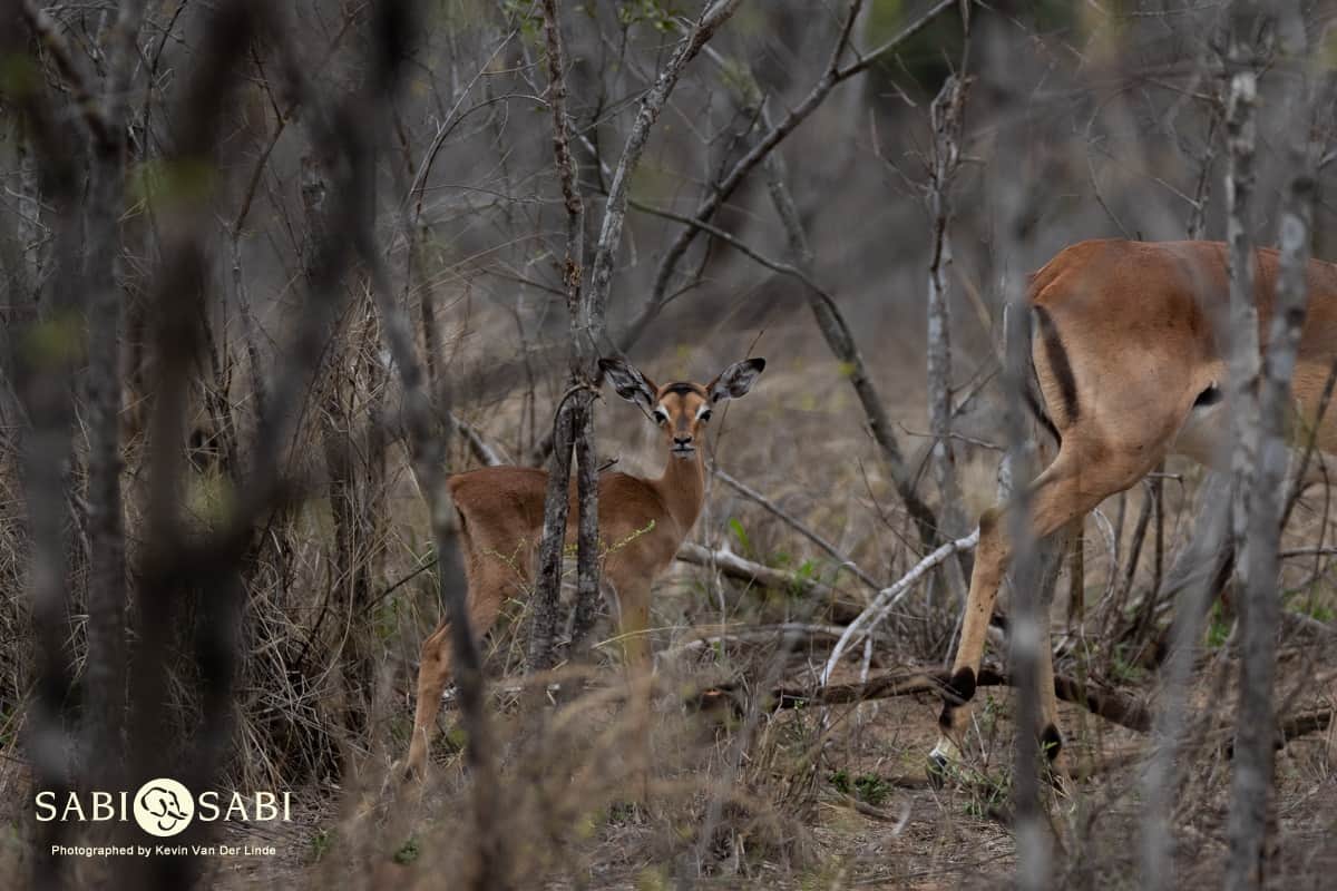 04Kevin Van Der Linde Baby Impala 12112018 2 Final