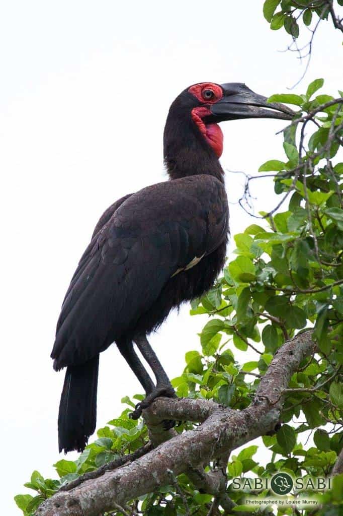 04Louise Murray Southern Ground Hornbill 04022019 Final 04Louise Murray Southern Ground Hornbill 04022019 Final