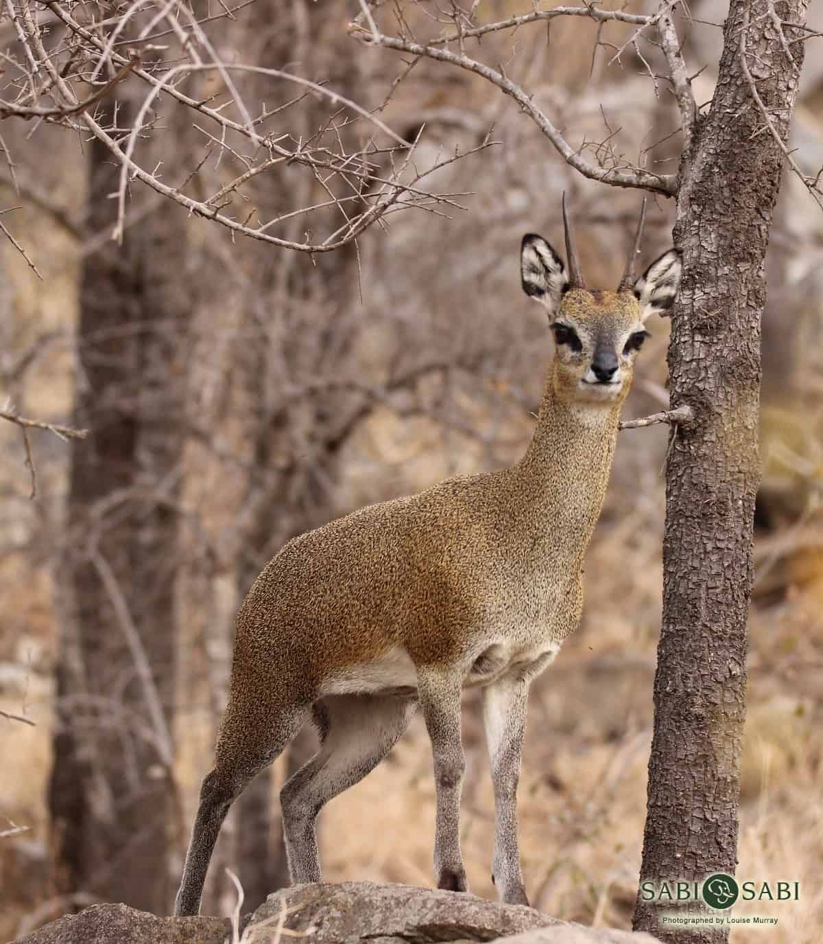05Louise Murray Klipspringer 06082018 Final
