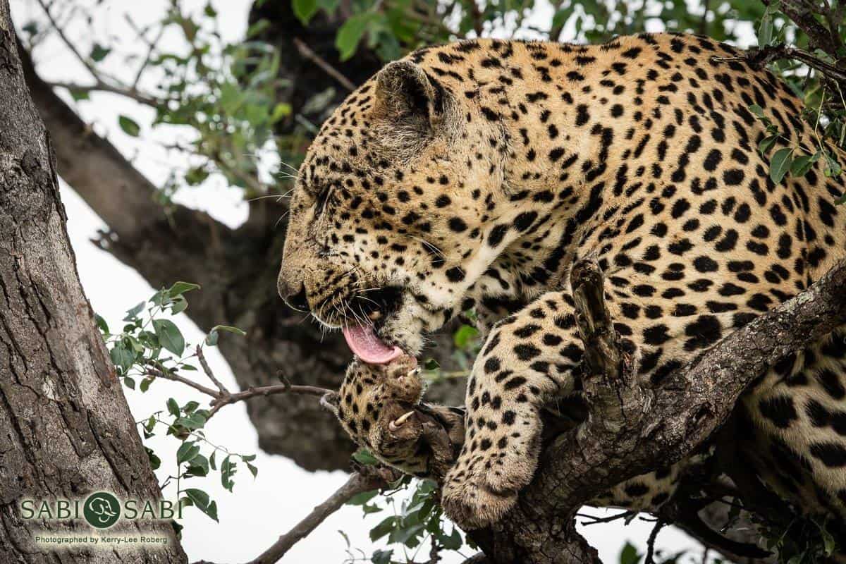 06Kerry Lee Roberg Xovo 040419.3 Final 06Kerry Lee Roberg Xovo 040419.3 Final