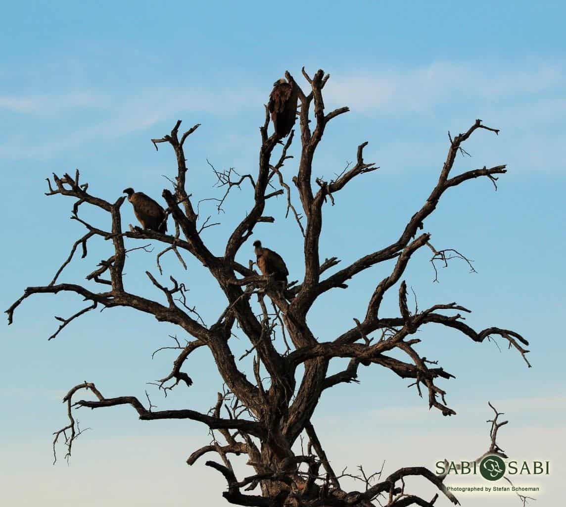 07Stefan Schoeman White Backed Vulture Final