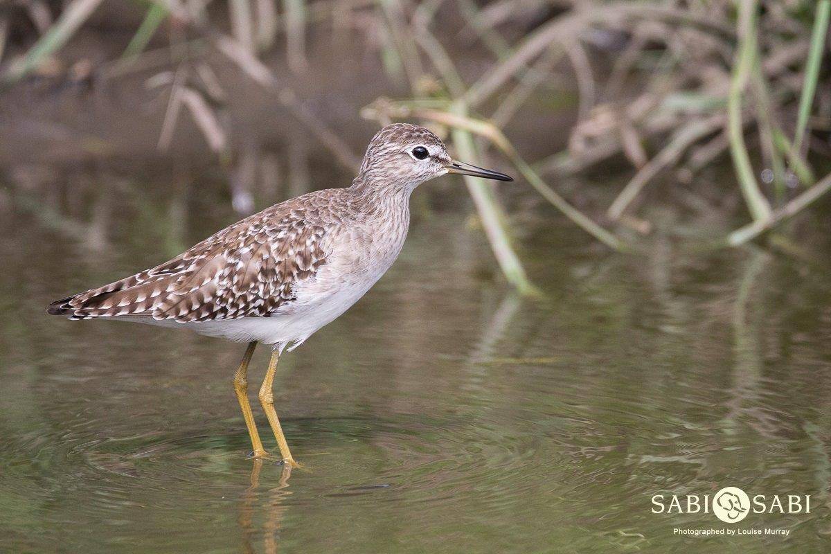 08Louise Murray Wood Sandpiper Final 08Louise Murray Wood Sandpiper Final