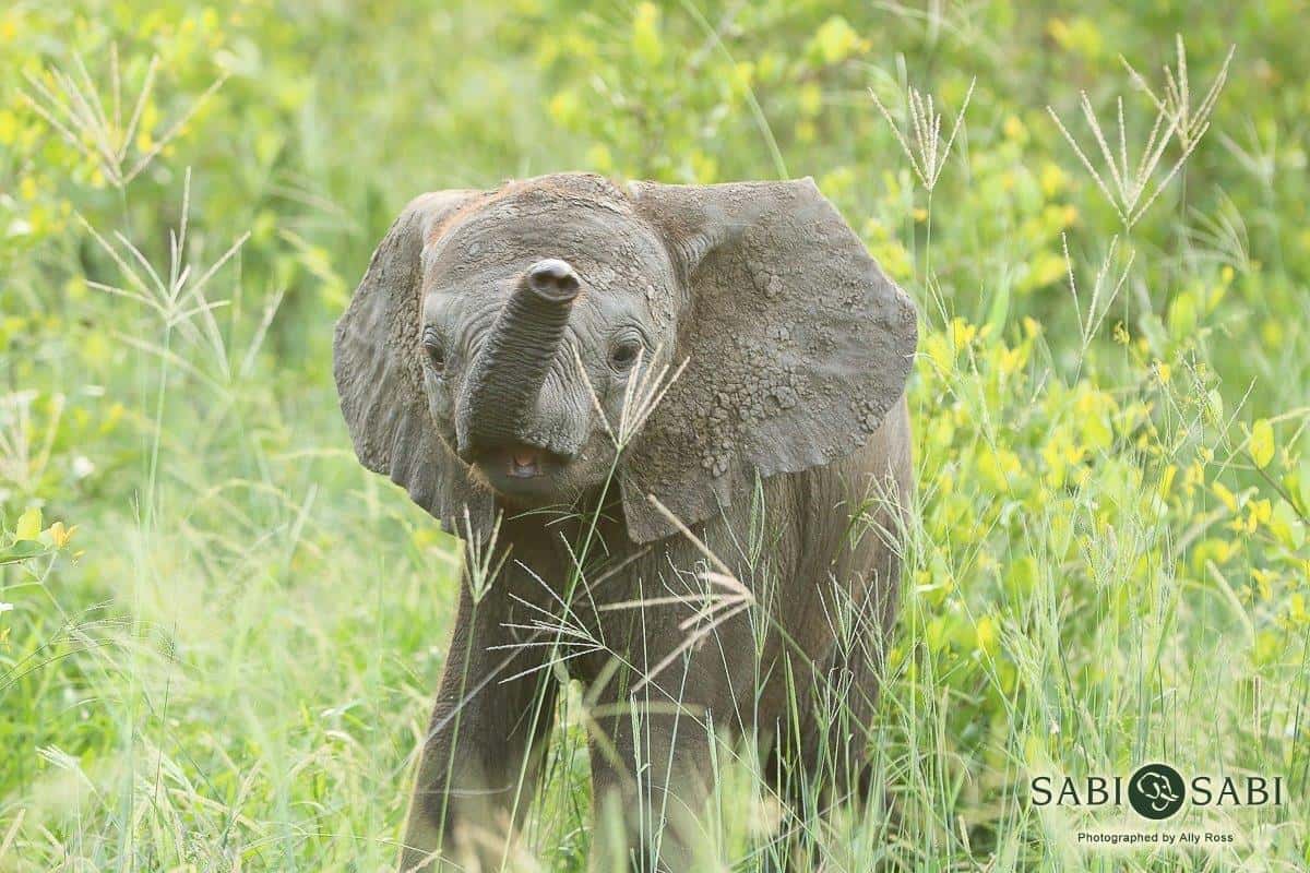 09Ally Ross 20190211 Baby Elephant Final 09Ally Ross 20190211 Baby Elephant Final