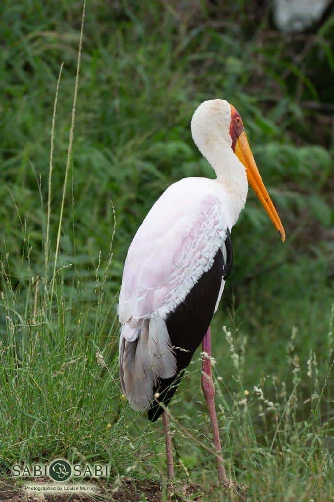 09Louise Murray Yellow Billed Stork Final 09Louise Murray Yellow Billed Stork Final