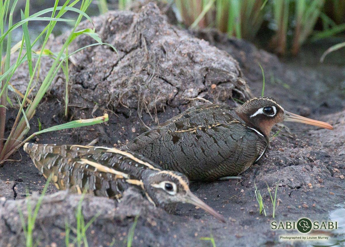 10Louise Murray Greater Painted Snipe Final 10Louise Murray Greater Painted Snipe Final