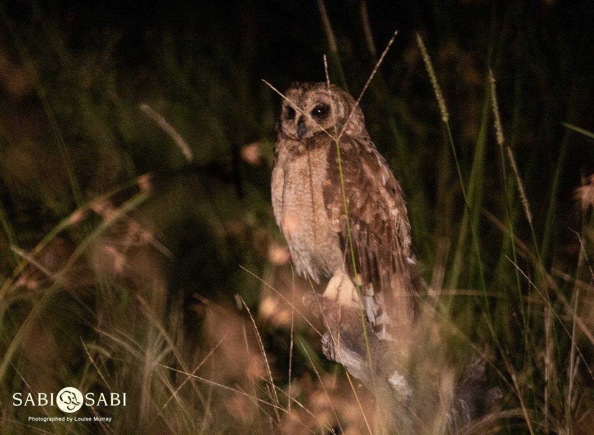 20Louise Murray Marsh Owl 2 Final