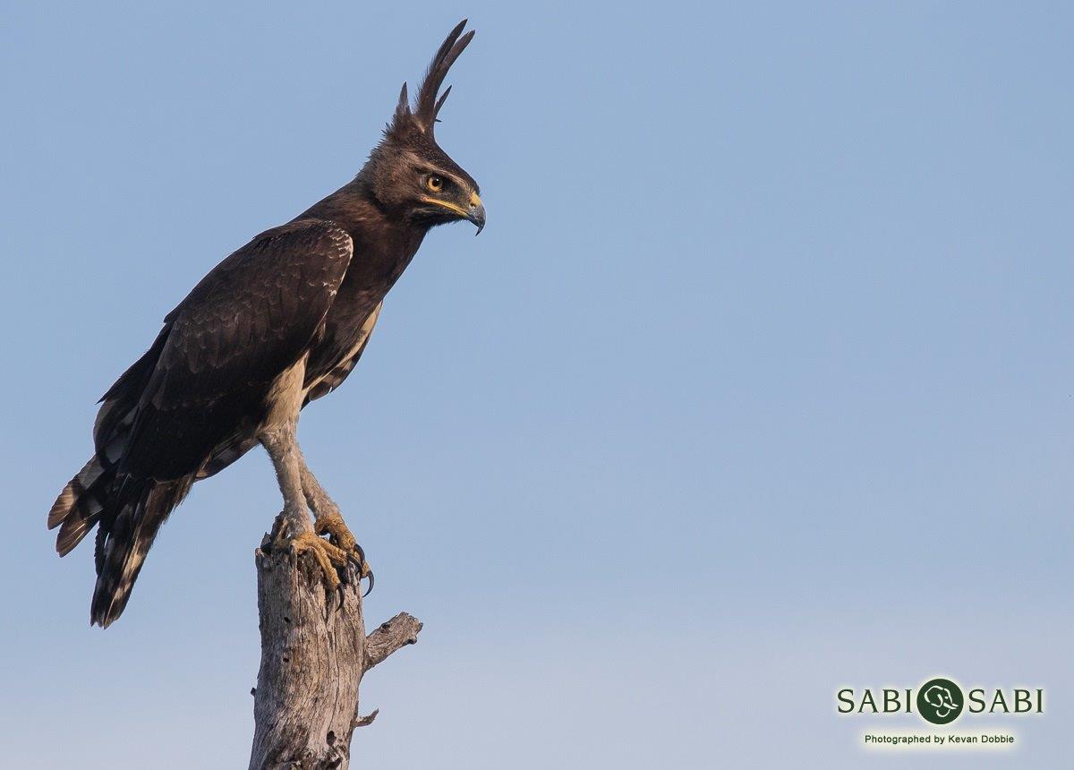 30Kevan Dobbie Long Crested Eagle 050419 Final
