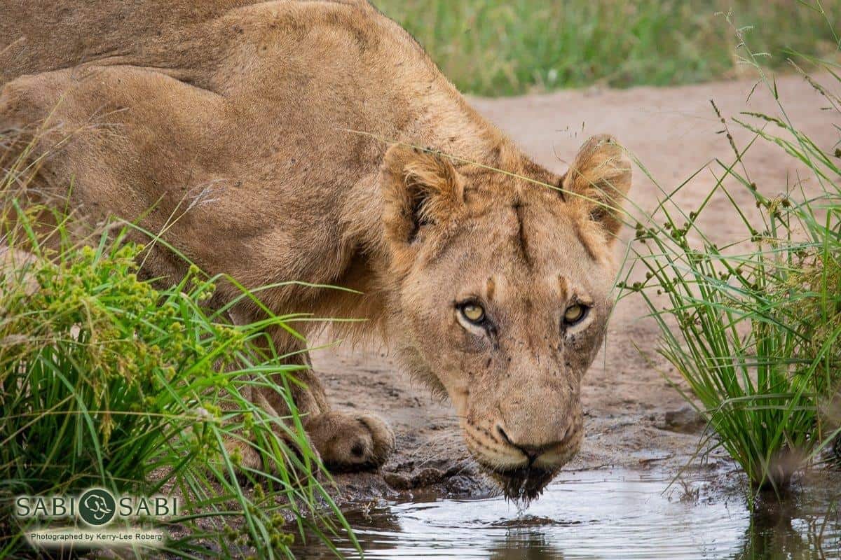 32Kerry Lee Roberg SP 170419.1 Final