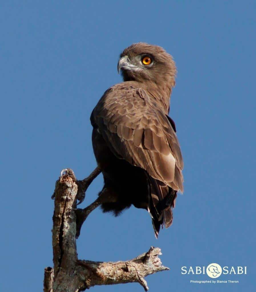 36Bianca Theron Brown Snake Eagle Final 36Bianca Theron Brown Snake Eagle Final