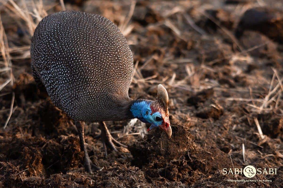 38Kerry Lee Roberg Guineafowl Final 38Kerry Lee Roberg Guineafowl Final