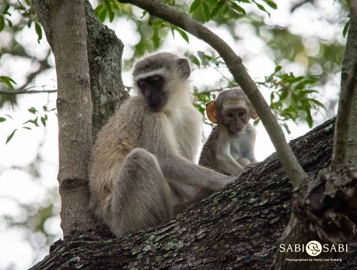 The Vervet Monkey