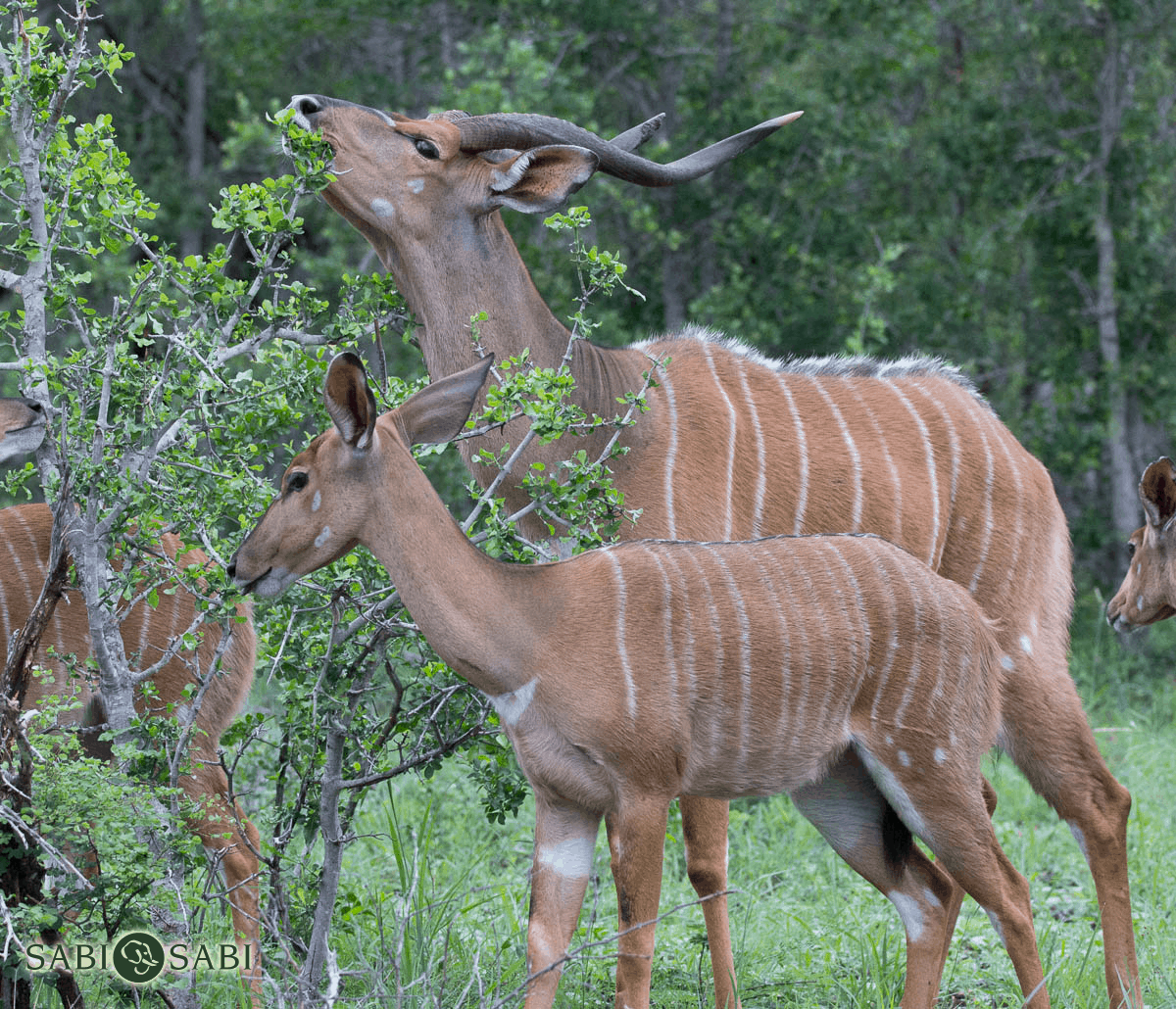 Nyala Sabi Sabi Private Game Reserve Blog