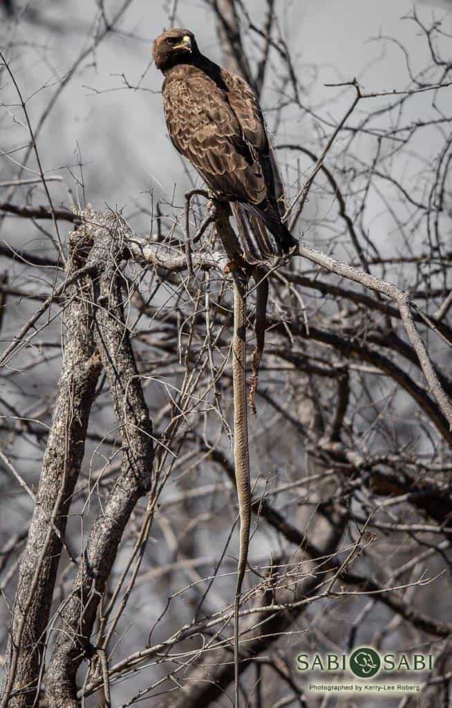 09Kerry Lee Roberg Wahlbergs Final