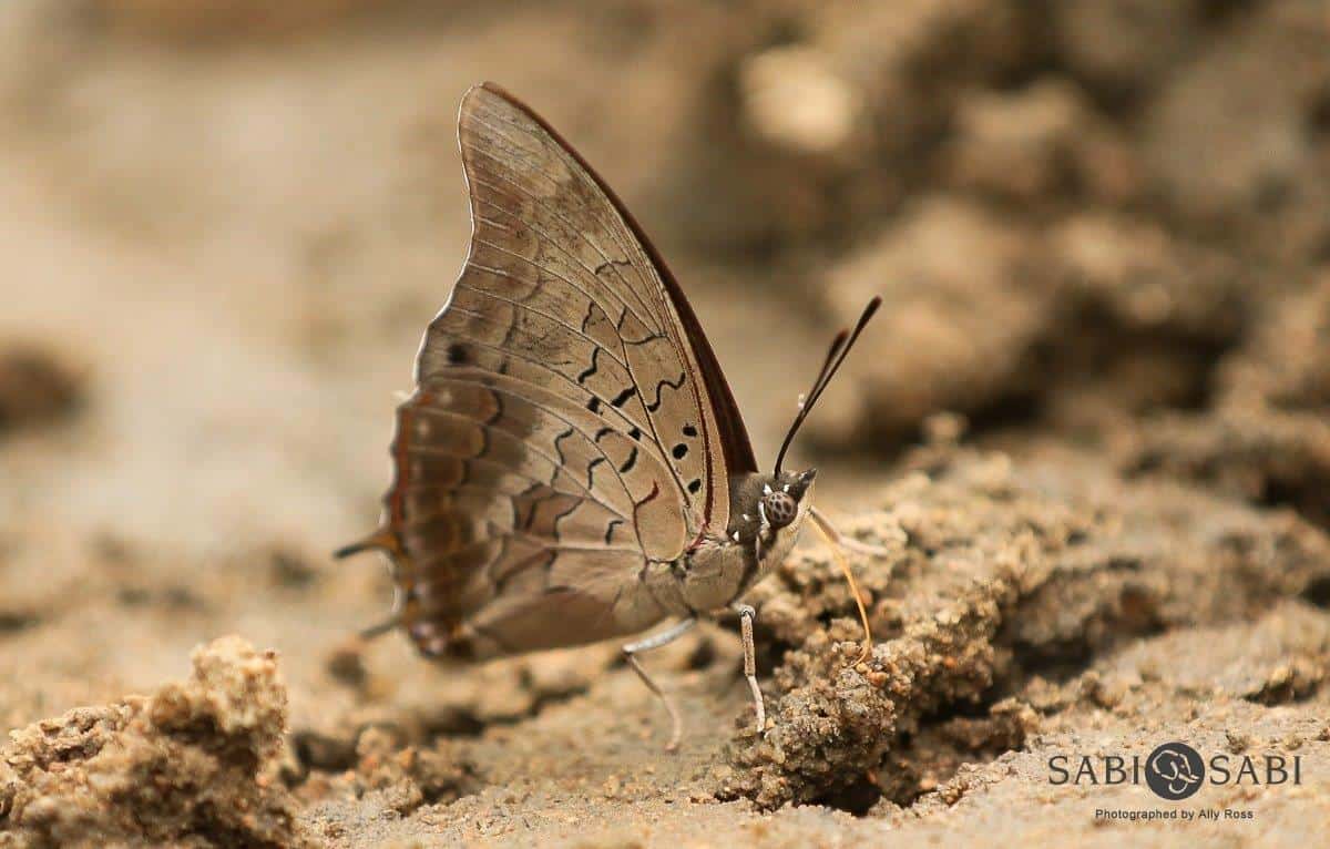 12 20190315 Ally Ross Butterfly 14 Coastal Charaxes Underwing Final