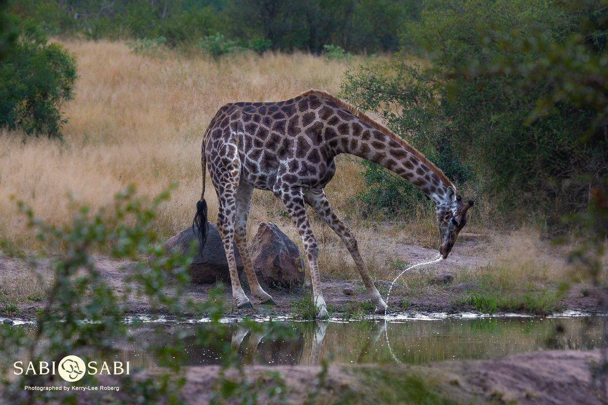 22Kerry Lee Roberg Giraffe Drinking Final 22Kerry Lee Roberg Giraffe Drinking Final