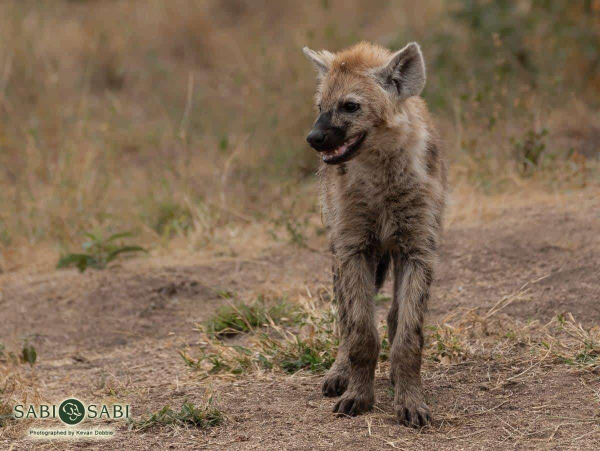 24Kevan Dobbie Spotted Hyena 240519 Final 24Kevan Dobbie Spotted Hyena 240519 Final