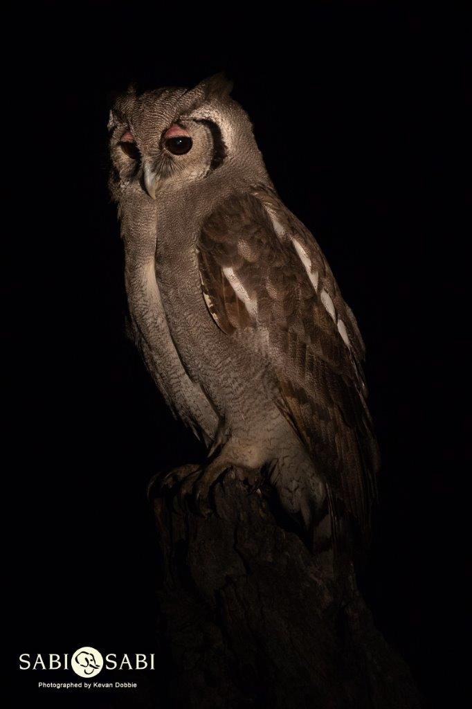 27Kevan Dobbie Giant Eagle Owl 220519 Final 27Kevan Dobbie Giant Eagle Owl 220519 Final