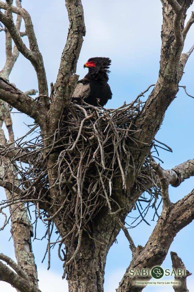28Kerry Lee Roberg Bateleur Nest Final 28Kerry Lee Roberg Bateleur Nest Final