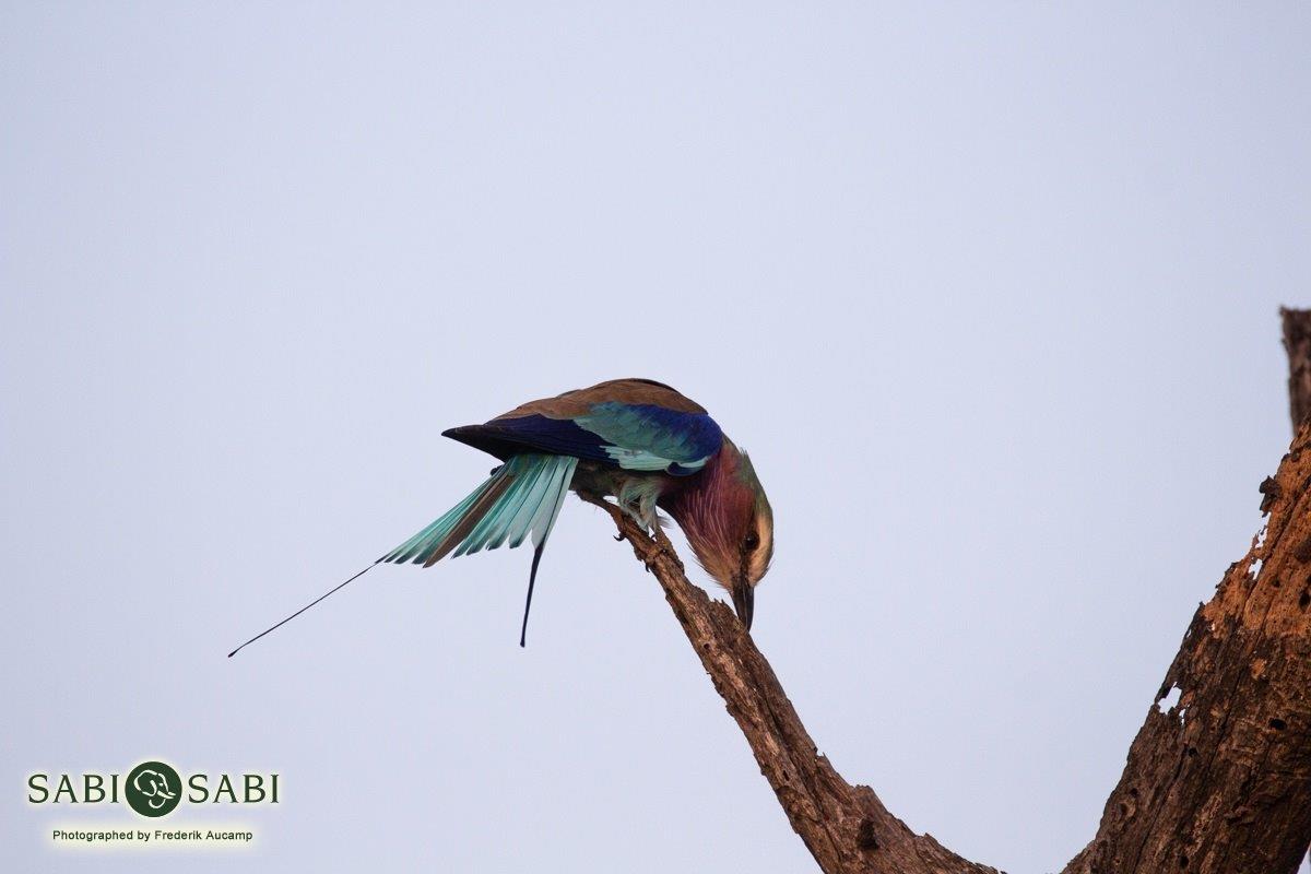 29Frederik Aucamp Lilac Breasted Roller 13 05 2019 Final 29Frederik Aucamp Lilac Breasted Roller 13 05 2019 Final
