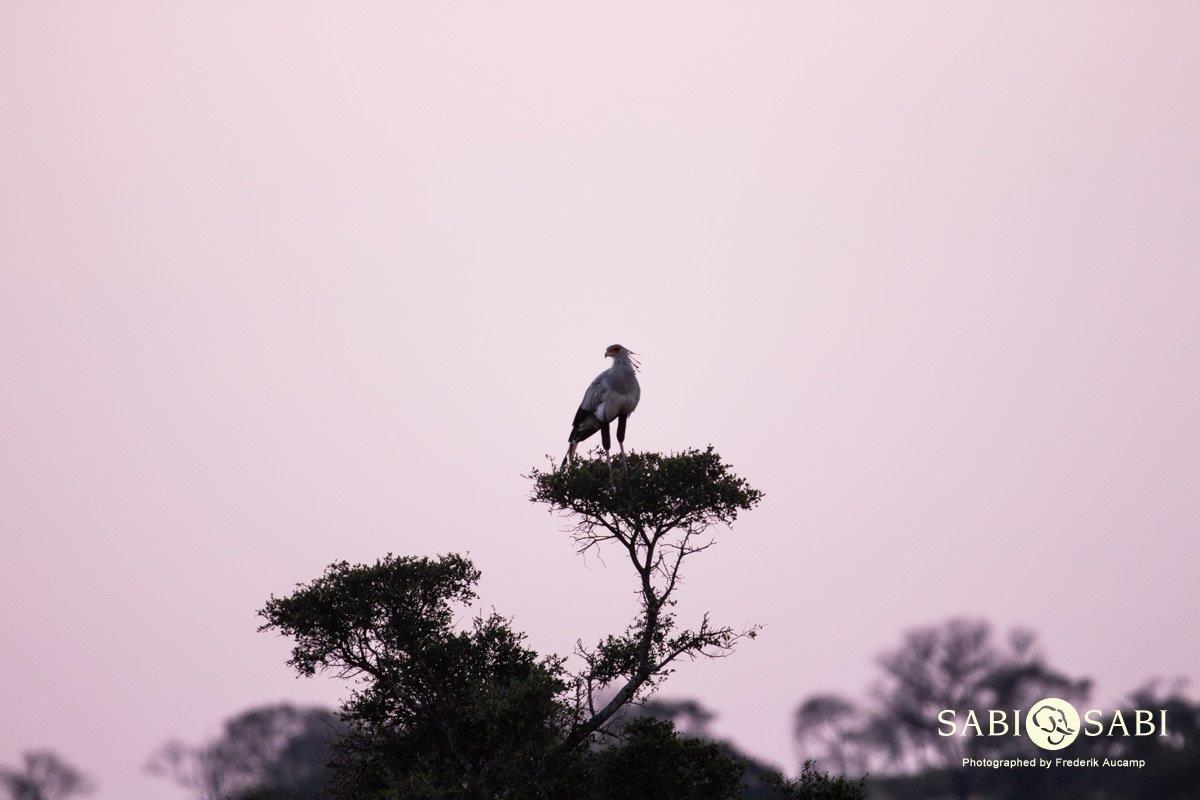 29Frederik Aucamp Secretary Bird 13 05 2019 Final 29Frederik Aucamp Secretary Bird 13 05 2019 Final