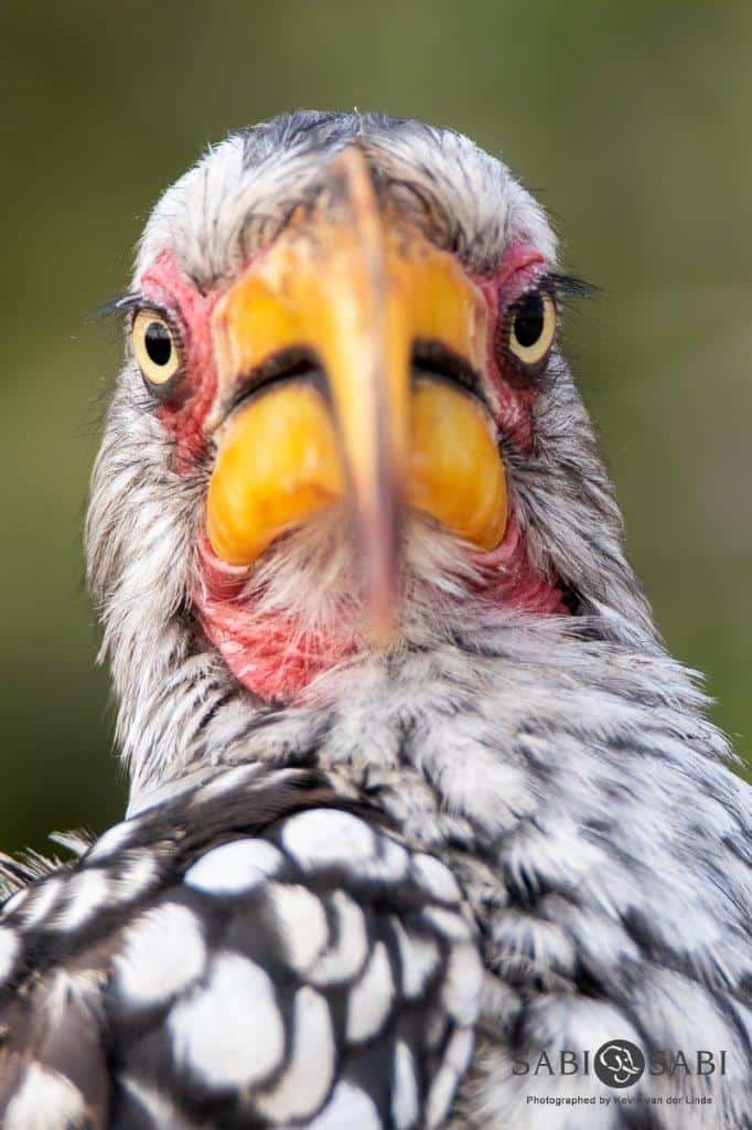 32Kevin Van Der Linde Southern Yellow Billed Hornbill 15042019 2 Final