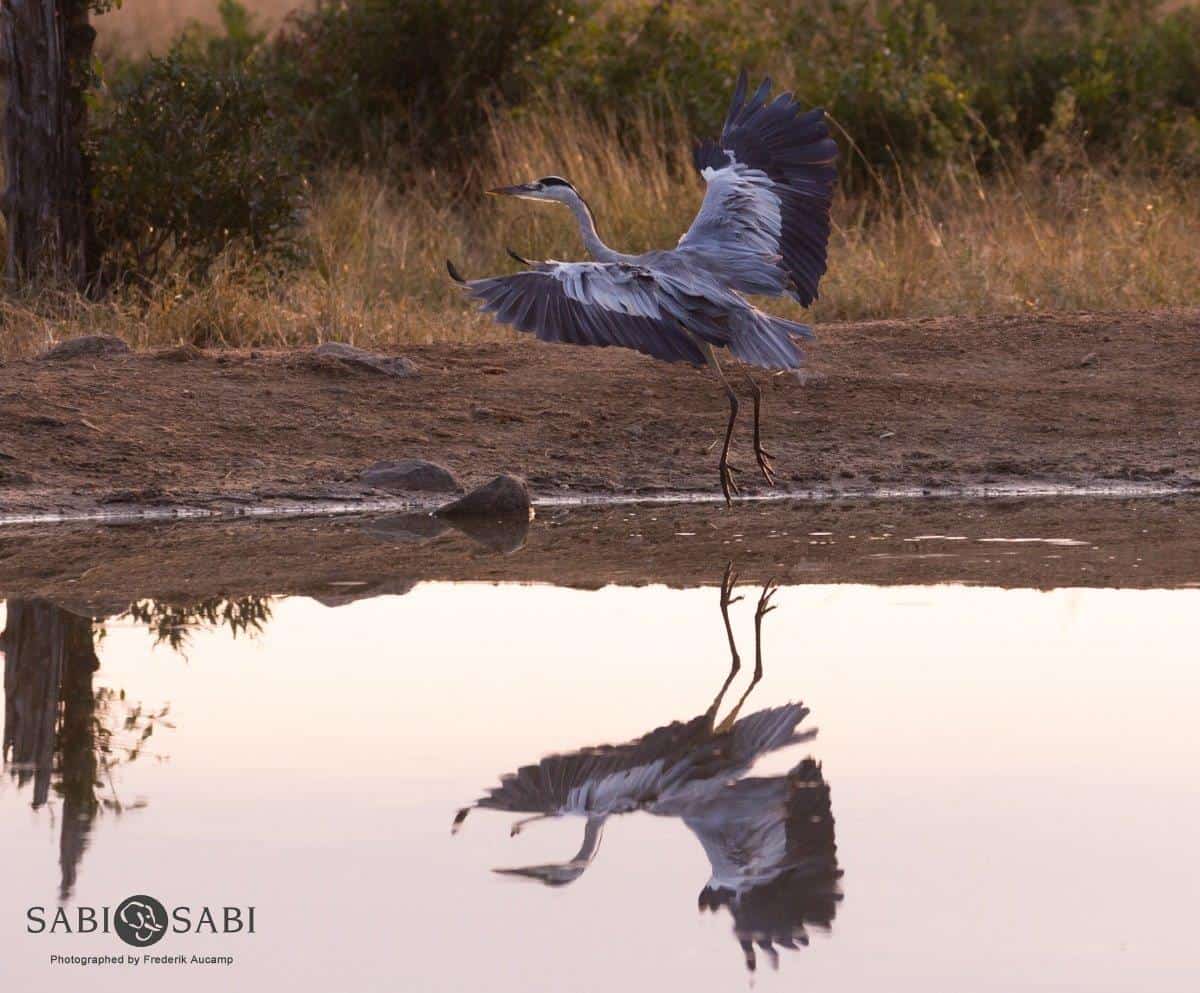 39Frederik Aucamp Grey Heron 13 05 2019 Final