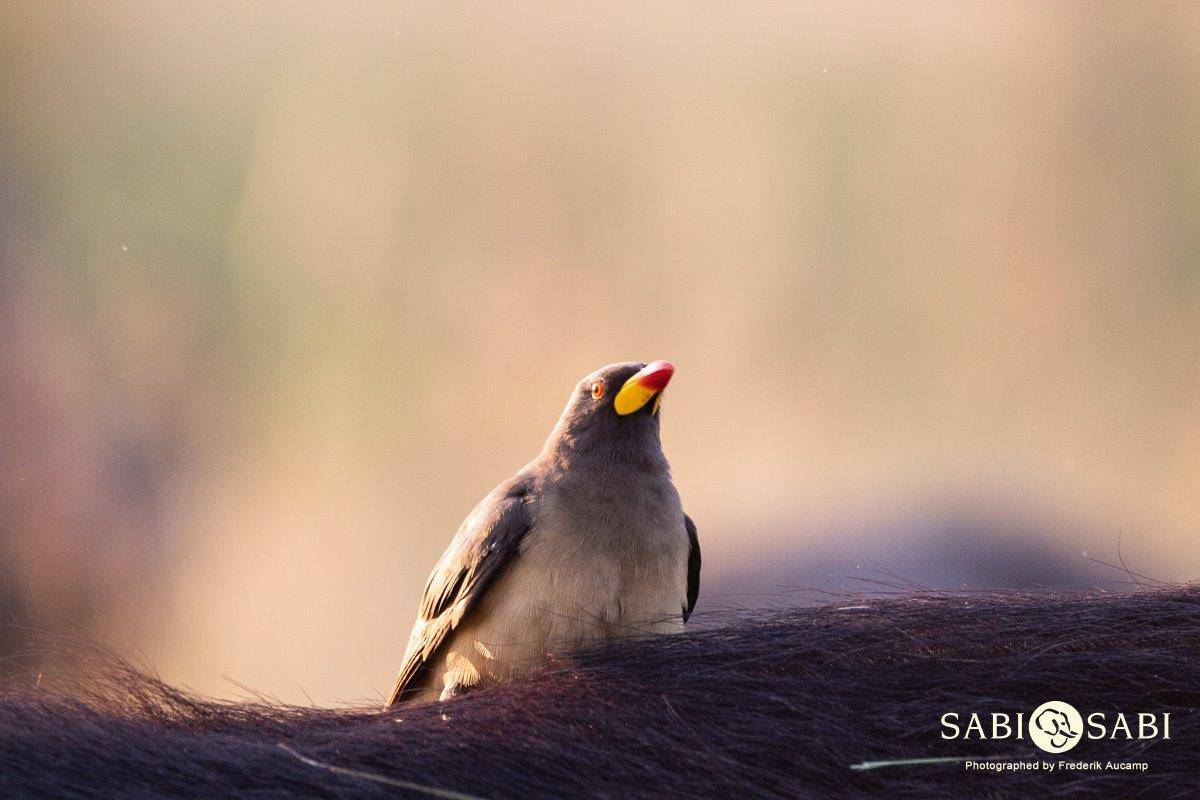 48Frederik Aucamp Yellow Billed Oxpecker28 04 2019 Final
